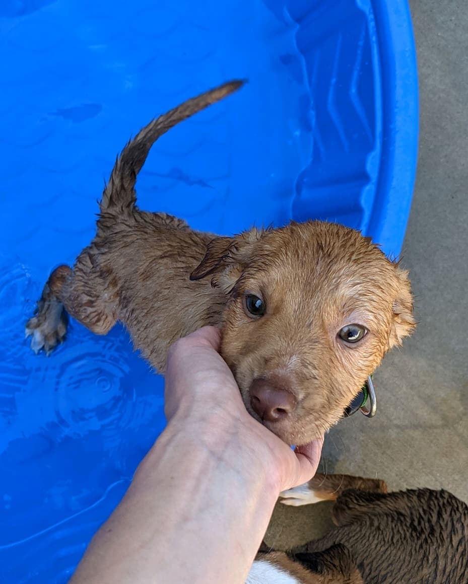 The NC Beaches litter is just having a blast !! Puppy pool party today ❤️. ⠀
Carolina, Carova, Emerald, Rodanthe (females), Kure, Holden and Manteo (males) are almost due for their 2nd shots and go to their foster to adopt families! No applications so far 🤔 whaaat?! These will likely be medium sized dogs, cur beagle suspected mix ☺️ then there's sweet Sulli having some puppy fun ! Still no applications for him either!! We have no idea what's going on. ⠀
Adoption donations are higher because they will have a paid for training class to help adopters survive puppyhood 👌🏼😇❤️