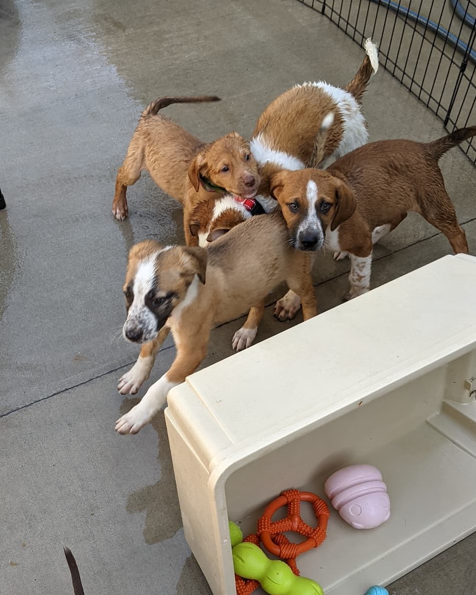 The NC Beaches litter is just having a blast !! Puppy pool party today ❤️. ⠀
Carolina, Carova, Emerald, Rodanthe (females), Kure, Holden and Manteo (males) are almost due for their 2nd shots and go to their foster to adopt families! No applications so far 🤔 whaaat?! These will likely be medium sized dogs, cur beagle suspected mix ☺️ then there's sweet Sulli having some puppy fun ! Still no applications for him either!! We have no idea what's going on. ⠀
Adoption donations are higher because they will have a paid for training class to help adopters survive puppyhood 👌🏼😇❤️