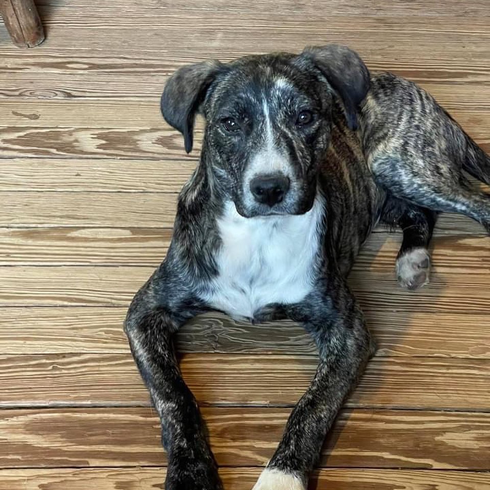 When Hopper was 6wks old he was hit by a car.  He’s now 6 months old and totally recovered.
He does have a bit of a limp/hop when he runs, but it doesn’t slow him down.  Overall, he’s a healthy, active and very happy puppy with big expressive eyes whose ready now for his forever home.
Hopper is neutered, HW negative and up to date on vaccinations.  He’s also house/crate trained, very playful and loves other dogs and cats.  His ideal home will include a playmate. 
If you’re interested in adopting Hopper, go to www.poundpups.org to complete and submit an adoption application.