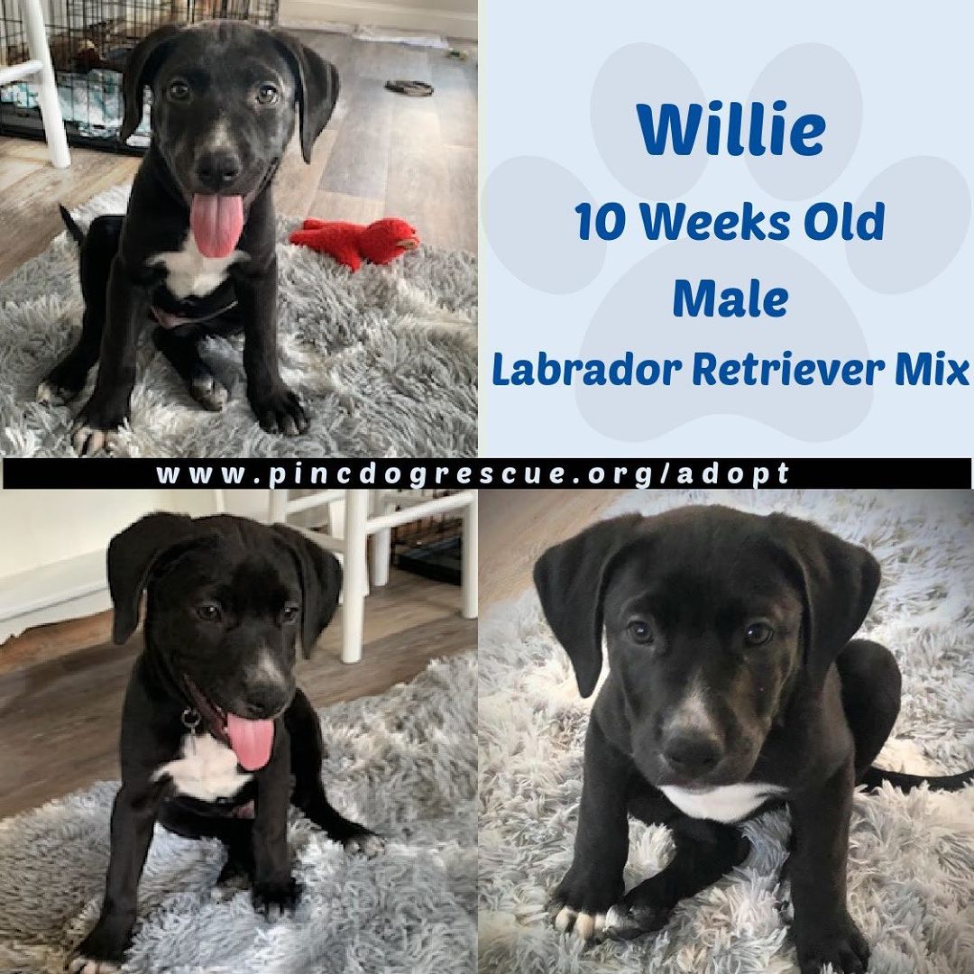 Grady and Willie are ready for their forever homes. 10 week old Lab mix, males, up to date on shots/vaccines.  www.pincdogrescue.org/adopt <a target='_blank' href='https://www.instagram.com/explore/tags/dogsincharlotte/'>#dogsincharlotte</a> <a target='_blank' href='https://www.instagram.com/explore/tags/dogsofcharlotte/'>#dogsofcharlotte</a> <a target='_blank' href='https://www.instagram.com/explore/tags/cltdogs/'>#cltdogs</a> <a target='_blank' href='https://www.instagram.com/explore/tags/cltdogs/'>#cltdogs</a> <a target='_blank' href='https://www.instagram.com/explore/tags/cltpup/'>#cltpup</a> <a target='_blank' href='https://www.instagram.com/explore/tags/cltpups/'>#cltpups</a> <a target='_blank' href='https://www.instagram.com/explore/tags/clt/'>#clt</a> <a target='_blank' href='https://www.instagram.com/explore/tags/cltnc/'>#cltnc</a> <a target='_blank' href='https://www.instagram.com/explore/tags/southend/'>#southend</a> <a target='_blank' href='https://www.instagram.com/explore/tags/charlottesgotalot/'>#charlottesgotalot</a> <a target='_blank' href='https://www.instagram.com/explore/tags/southendclt/'>#southendclt</a> <a target='_blank' href='https://www.instagram.com/explore/tags/dogsoflakenorman/'>#dogsoflakenorman</a>