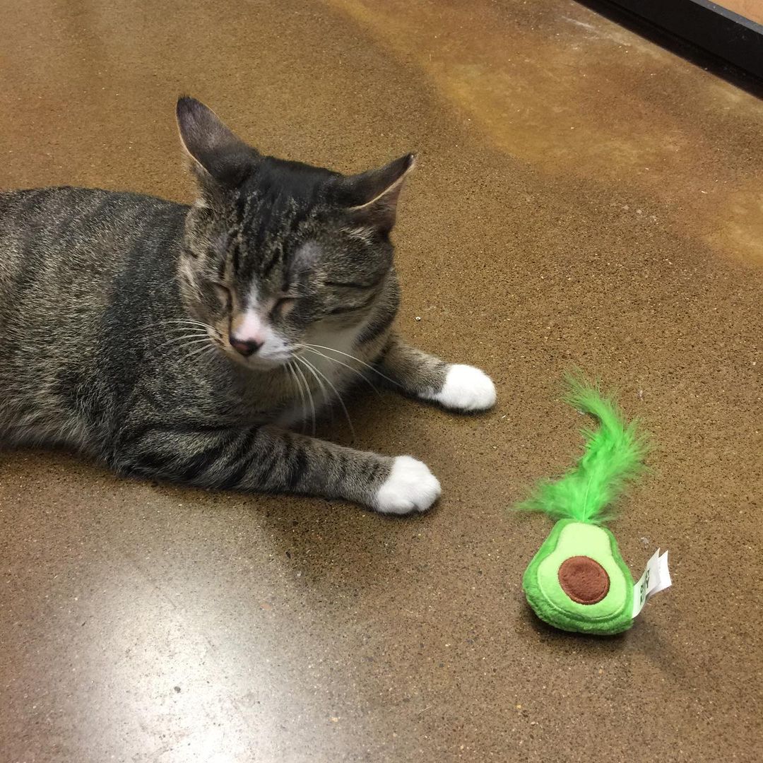 Doogie was adopted today!!!
His new pet parents got him an avocado toy and he was loving it!!!
🥑❤️

<a target='_blank' href='https://www.instagram.com/explore/tags/adopted/'>#adopted</a> <a target='_blank' href='https://www.instagram.com/explore/tags/puyallupanimalrescue/'>#puyallupanimalrescue</a> <a target='_blank' href='https://www.instagram.com/explore/tags/cat/'>#cat</a> <a target='_blank' href='https://www.instagram.com/explore/tags/cats/'>#cats</a> <a target='_blank' href='https://www.instagram.com/explore/tags/rescuecat/'>#rescuecat</a> <a target='_blank' href='https://www.instagram.com/explore/tags/doogiecat/'>#doogiecat</a>