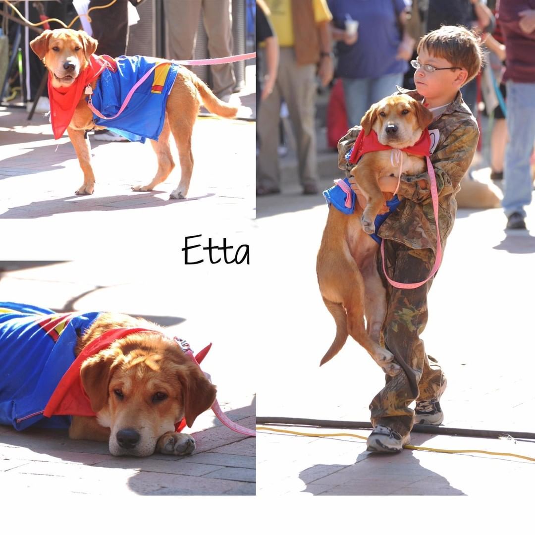 Here is a heartwarming story about Etta, an HAA dog, from Ken, one of our biggest supporters. Enjoy!

They adjust. 
Working with animals is always full of surprises. Also, rewarding.

About 10 years ago, I adopted from HAA, A three-legged Sharpea female puppy. HAA is a great non-profit Aminal Shelter in Hardeman, Co. Tn.

 Etta is missing her front leg. This gives less mobility than the rear leg. They do adapt and can have great lives
.
Etta is a very healthy, happy dog. I have few problems with her. A minor problem was, she had no playmates. Unable to keep up with the other dogs, she just gets left behind.

Four years ago, some citizen dropped off a mama cat and four kittens at my house. Lots of money and years later, I still have the spayed mother and one of the kittens. The Mama cat and Etta have formed a friendship. Sometimes they will just hang out. Other times they will play. It is a strange and loving friendship.

Yesterday, I was patching some water hose out by the garden and I kept hearing this strange noise. I finally realize it was Etta, chasing the Mama cat. Etta can only run so far and she has to lay down and rest. She sounds like a John Deere Tractor when she runs.

 Mama cat was trotting some 10 feet out front. When Etta needed to rest, Mama would stop and wait for her. Then they began the chase again. I didn't understand their game rules, but they seemed to.. Now, that is love!