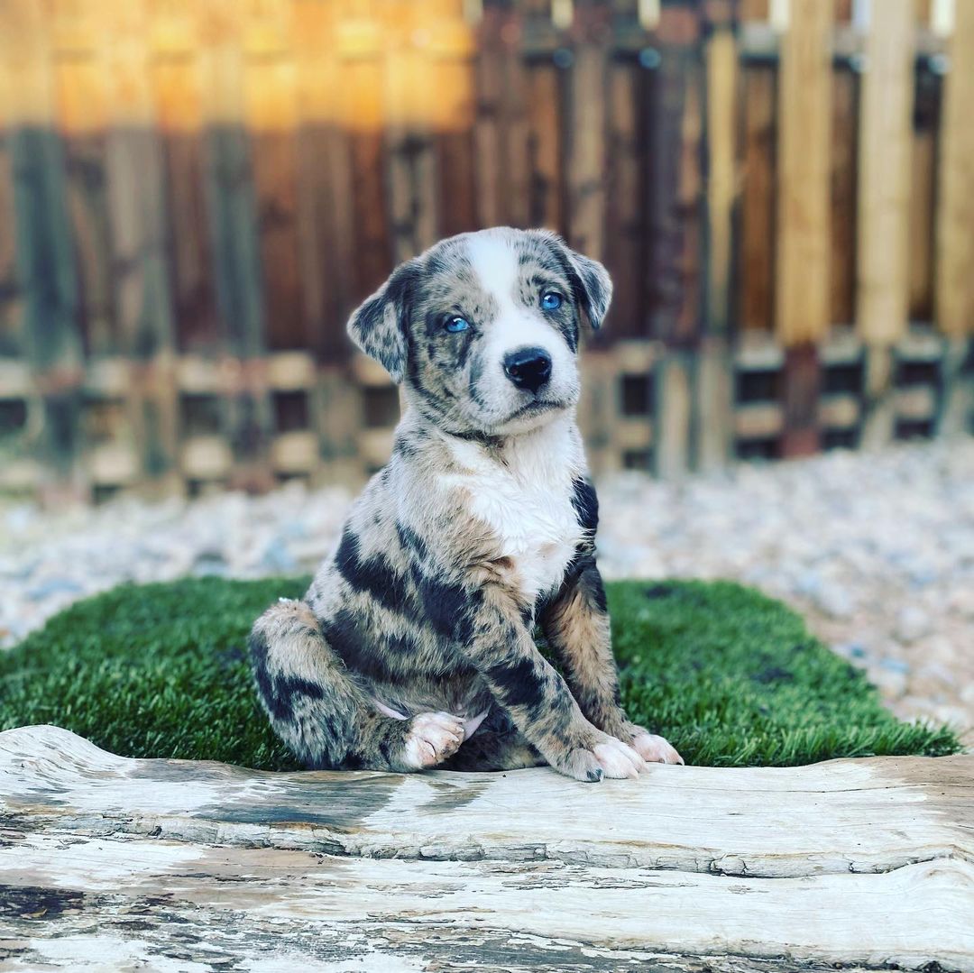 *Note: These puppies are not available yet.  Please do not inquire until posted available. *

Our Catahoula babies preparing for their career in modeling….. <a target='_blank' href='https://www.instagram.com/explore/tags/catahoula/'>#catahoula</a> <a target='_blank' href='https://www.instagram.com/explore/tags/catahoulaleoparddog/'>#catahoulaleoparddog</a>  <a target='_blank' href='https://www.instagram.com/explore/tags/puppy/'>#puppy</a> <a target='_blank' href='https://www.instagram.com/explore/tags/rescue/'>#rescue</a> <a target='_blank' href='https://www.instagram.com/explore/tags/newleashonliferescue/'>#newleashonliferescue</a> <a target='_blank' href='https://www.instagram.com/explore/tags/comingsoon/'>#comingsoon</a>