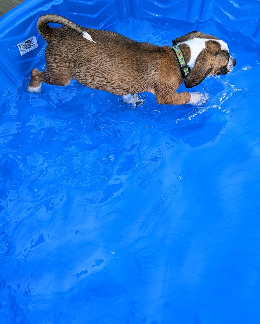 The NC Beaches litter is just having a blast !! Puppy pool party today ❤️. ⠀
Carolina, Carova, Emerald, Rodanthe (females), Kure, Holden and Manteo (males) are almost due for their 2nd shots and go to their foster to adopt families! No applications so far 🤔 whaaat?! These will likely be medium sized dogs, cur beagle suspected mix ☺️ then there's sweet Sulli having some puppy fun ! Still no applications for him either!! We have no idea what's going on. ⠀
Adoption donations are higher because they will have a paid for training class to help adopters survive puppyhood 👌🏼😇❤️