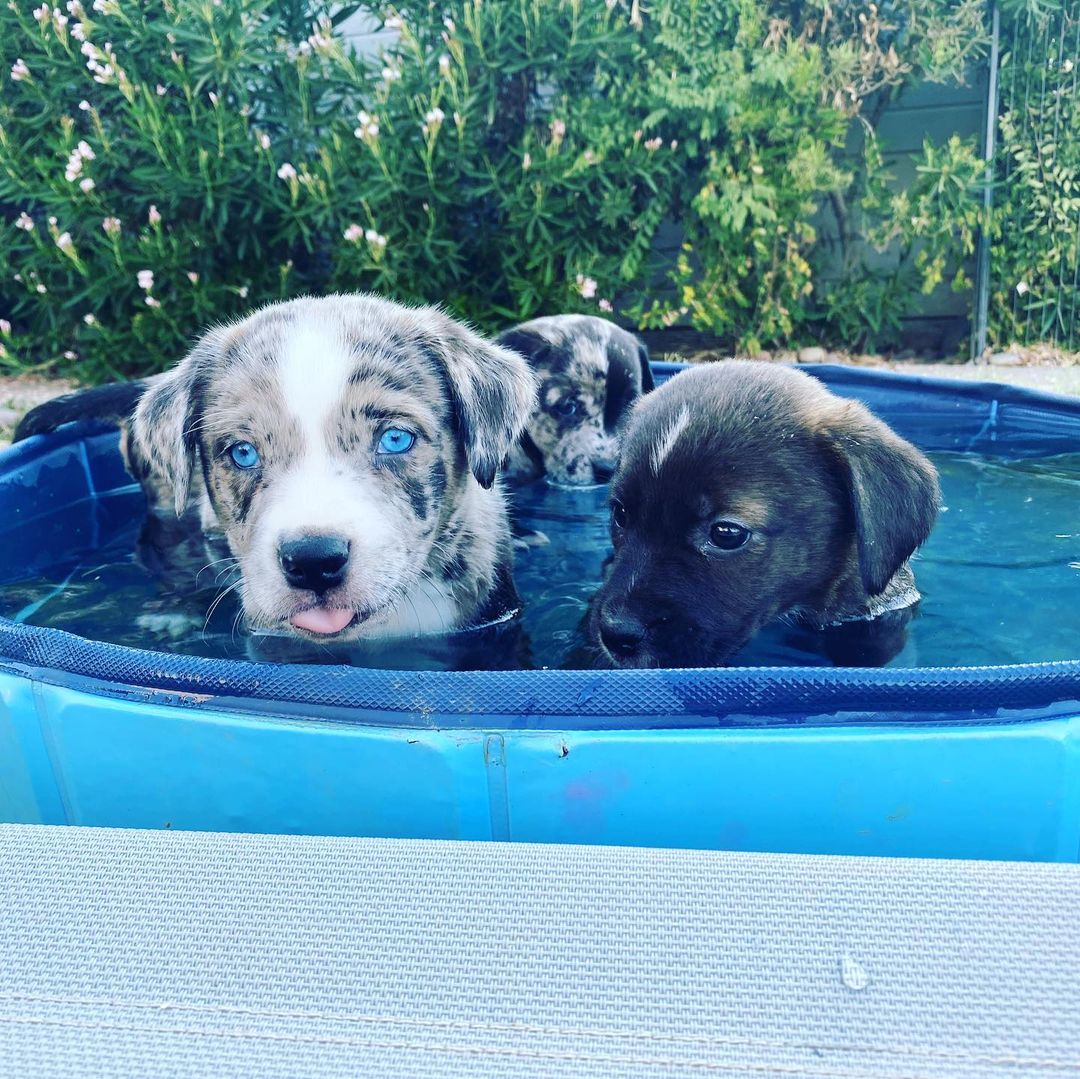 *Note: These puppies are not available yet.  Please do not inquire until posted available. *

Our Catahoula babies preparing for their career in modeling….. <a target='_blank' href='https://www.instagram.com/explore/tags/catahoula/'>#catahoula</a> <a target='_blank' href='https://www.instagram.com/explore/tags/catahoulaleoparddog/'>#catahoulaleoparddog</a>  <a target='_blank' href='https://www.instagram.com/explore/tags/puppy/'>#puppy</a> <a target='_blank' href='https://www.instagram.com/explore/tags/rescue/'>#rescue</a> <a target='_blank' href='https://www.instagram.com/explore/tags/newleashonliferescue/'>#newleashonliferescue</a> <a target='_blank' href='https://www.instagram.com/explore/tags/comingsoon/'>#comingsoon</a>