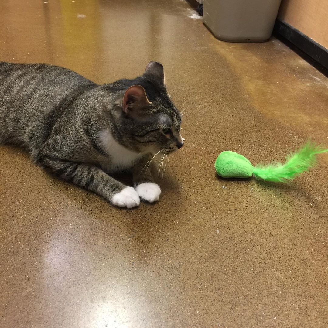 Doogie was adopted today!!!
His new pet parents got him an avocado toy and he was loving it!!!
🥑❤️

<a target='_blank' href='https://www.instagram.com/explore/tags/adopted/'>#adopted</a> <a target='_blank' href='https://www.instagram.com/explore/tags/puyallupanimalrescue/'>#puyallupanimalrescue</a> <a target='_blank' href='https://www.instagram.com/explore/tags/cat/'>#cat</a> <a target='_blank' href='https://www.instagram.com/explore/tags/cats/'>#cats</a> <a target='_blank' href='https://www.instagram.com/explore/tags/rescuecat/'>#rescuecat</a> <a target='_blank' href='https://www.instagram.com/explore/tags/doogiecat/'>#doogiecat</a>