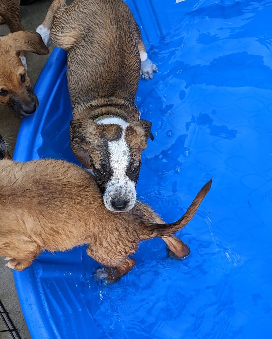 The NC Beaches litter is just having a blast !! Puppy pool party today ❤️. ⠀
Carolina, Carova, Emerald, Rodanthe (females), Kure, Holden and Manteo (males) are almost due for their 2nd shots and go to their foster to adopt families! No applications so far 🤔 whaaat?! These will likely be medium sized dogs, cur beagle suspected mix ☺️ then there's sweet Sulli having some puppy fun ! Still no applications for him either!! We have no idea what's going on. ⠀
Adoption donations are higher because they will have a paid for training class to help adopters survive puppyhood 👌🏼😇❤️