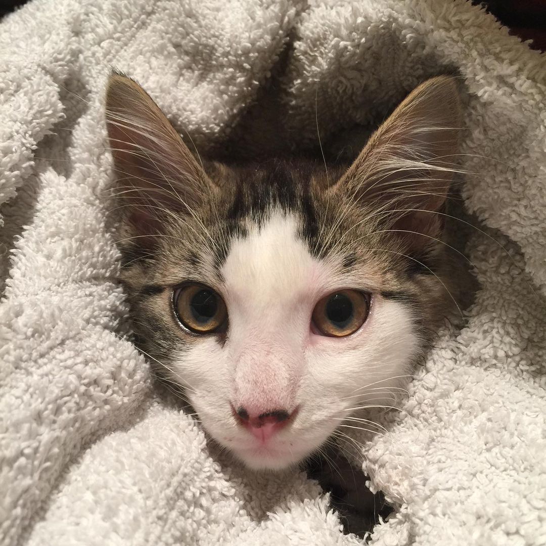 New foster kitten just got a bath! He did so well! Now he will get his first vaccine and parasite treatments!

<a target='_blank' href='https://www.instagram.com/explore/tags/fosterkitten/'>#fosterkitten</a> <a target='_blank' href='https://www.instagram.com/explore/tags/spayandneuterallthecats/'>#spayandneuterallthecats</a> <a target='_blank' href='https://www.instagram.com/explore/tags/puyallupanimalrescue/'>#puyallupanimalrescue</a> <a target='_blank' href='https://www.instagram.com/explore/tags/fosterkittens/'>#fosterkittens</a> <a target='_blank' href='https://www.instagram.com/explore/tags/rescuekittens/'>#rescuekittens</a> <a target='_blank' href='https://www.instagram.com/explore/tags/kittenbath/'>#kittenbath</a>