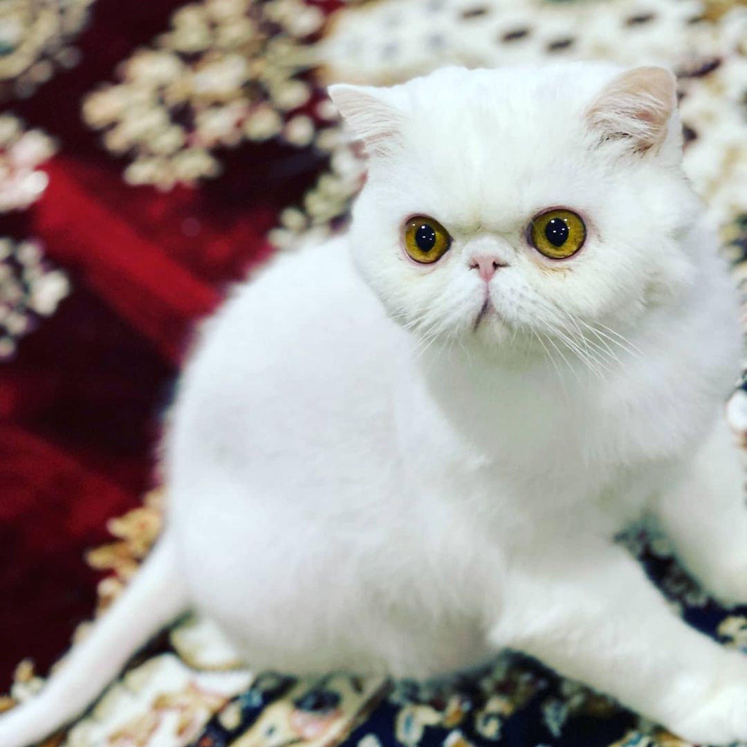 🚨🚨🚨FOSTER NEEDED🚨🚨🚨
2 Exotic Shorthair brother and sister are looking for a foster or forever family. They are very sweet and healthy 1 year old kitties. Must go together. Please fill out application or contact us directly.
https://www.animalsprotectors.org/foster-application