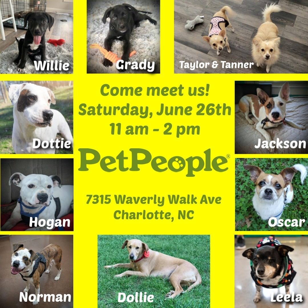 Pawsitive Impact NC Dog Rescue Adoption Event at Pet People, June 26th from 11 am - 2 pm.  Get pre-approved by submitting an adoption application at pincdogrescue.org/adopt. <a target='_blank' href='https://www.instagram.com/explore/tags/dogsincharlotte/'>#dogsincharlotte</a> <a target='_blank' href='https://www.instagram.com/explore/tags/dogsofcharlotte/'>#dogsofcharlotte</a> <a target='_blank' href='https://www.instagram.com/explore/tags/dogsinclt/'>#dogsinclt</a> <a target='_blank' href='https://www.instagram.com/explore/tags/dogsofclt/'>#dogsofclt</a> <a target='_blank' href='https://www.instagram.com/explore/tags/queencity/'>#queencity</a> <a target='_blank' href='https://www.instagram.com/explore/tags/charlottedogs/'>#charlottedogs</a> <a target='_blank' href='https://www.instagram.com/explore/tags/charlottedog/'>#charlottedog</a> <a target='_blank' href='https://www.instagram.com/explore/tags/cltdogs/'>#cltdogs</a> <a target='_blank' href='https://www.instagram.com/explore/tags/cltdog/'>#cltdog</a> <a target='_blank' href='https://www.instagram.com/explore/tags/cltpup/'>#cltpup</a> <a target='_blank' href='https://www.instagram.com/explore/tags/cltpups/'>#cltpups</a> <a target='_blank' href='https://www.instagram.com/explore/tags/clt/'>#clt</a> <a target='_blank' href='https://www.instagram.com/explore/tags/cltnc/'>#cltnc</a> <a target='_blank' href='https://www.instagram.com/explore/tags/charlotte/'>#charlotte</a> <a target='_blank' href='https://www.instagram.com/explore/tags/charlottenc/'>#charlottenc</a> <a target='_blank' href='https://www.instagram.com/explore/tags/pups/'>#pups</a> <a target='_blank' href='https://www.instagram.com/explore/tags/dogs/'>#dogs</a> <a target='_blank' href='https://www.instagram.com/explore/tags/barkandbrewclt/'>#barkandbrewclt</a> <a target='_blank' href='https://www.instagram.com/explore/tags/southend/'>#southend</a> <a target='_blank' href='https://www.instagram.com/explore/tags/charlottesgotalot/'>#charlottesgotalot</a> <a target='_blank' href='https://www.instagram.com/explore/tags/southendclt/'>#southendclt</a> <a target='_blank' href='https://www.instagram.com/explore/tags/charlotte/'>#charlotte</a> <a target='_blank' href='https://www.instagram.com/explore/tags/charlottenc/'>#charlottenc</a> <a target='_blank' href='https://www.instagram.com/explore/tags/charlottesgotalot/'>#charlottesgotalot</a> <a target='_blank' href='https://www.instagram.com/explore/tags/southend/'>#southend</a> <a target='_blank' href='https://www.instagram.com/explore/tags/southendclt/'>#southendclt</a> <a target='_blank' href='https://www.instagram.com/explore/tags/charlotte/'>#charlotte</a> <a target='_blank' href='https://www.instagram.com/explore/tags/charlottenc/'>#charlottenc</a> <a target='_blank' href='https://www.instagram.com/explore/tags/charlottesgotalot/'>#charlottesgotalot</a> <a target='_blank' href='https://www.instagram.com/explore/tags/lakenormandogs/'>#lakenormandogs</a> <a target='_blank' href='https://www.instagram.com/explore/tags/dogsoflakenorman/'>#dogsoflakenorman</a> <a target='_blank' href='https://www.instagram.com/explore/tags/huntersvillenc/'>#huntersvillenc</a> <a target='_blank' href='https://www.instagram.com/explore/tags/lakewylie/'>#lakewylie</a>