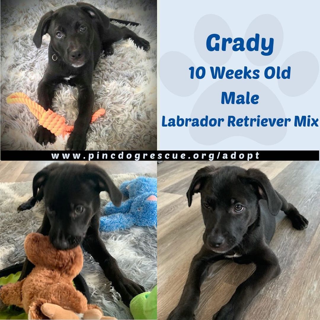 Grady and Willie are ready for their forever homes. 10 week old Lab mix, males, up to date on shots/vaccines.  www.pincdogrescue.org/adopt <a target='_blank' href='https://www.instagram.com/explore/tags/dogsincharlotte/'>#dogsincharlotte</a> <a target='_blank' href='https://www.instagram.com/explore/tags/dogsofcharlotte/'>#dogsofcharlotte</a> <a target='_blank' href='https://www.instagram.com/explore/tags/cltdogs/'>#cltdogs</a> <a target='_blank' href='https://www.instagram.com/explore/tags/cltdogs/'>#cltdogs</a> <a target='_blank' href='https://www.instagram.com/explore/tags/cltpup/'>#cltpup</a> <a target='_blank' href='https://www.instagram.com/explore/tags/cltpups/'>#cltpups</a> <a target='_blank' href='https://www.instagram.com/explore/tags/clt/'>#clt</a> <a target='_blank' href='https://www.instagram.com/explore/tags/cltnc/'>#cltnc</a> <a target='_blank' href='https://www.instagram.com/explore/tags/southend/'>#southend</a> <a target='_blank' href='https://www.instagram.com/explore/tags/charlottesgotalot/'>#charlottesgotalot</a> <a target='_blank' href='https://www.instagram.com/explore/tags/southendclt/'>#southendclt</a> <a target='_blank' href='https://www.instagram.com/explore/tags/dogsoflakenorman/'>#dogsoflakenorman</a>