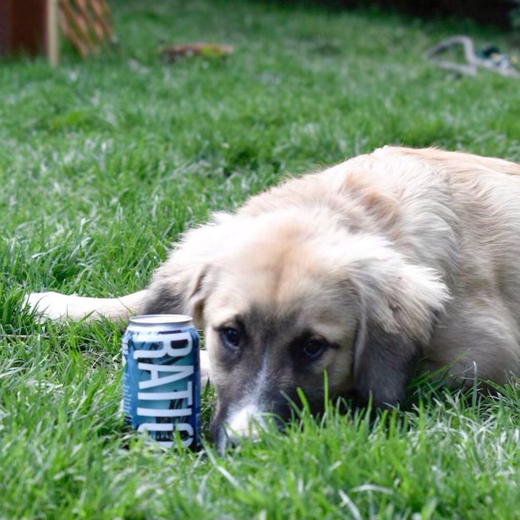 Join us for a fun adoption event, Barks and Brews, next Monday, June 28 at @ratiobeerworks in Denver! The two cuties pictured above will be there from 3-6pm, as will some of our other adoptable dogs and puppies. Adoptions can be done on site! Come out and support our pups, and a local brewery!