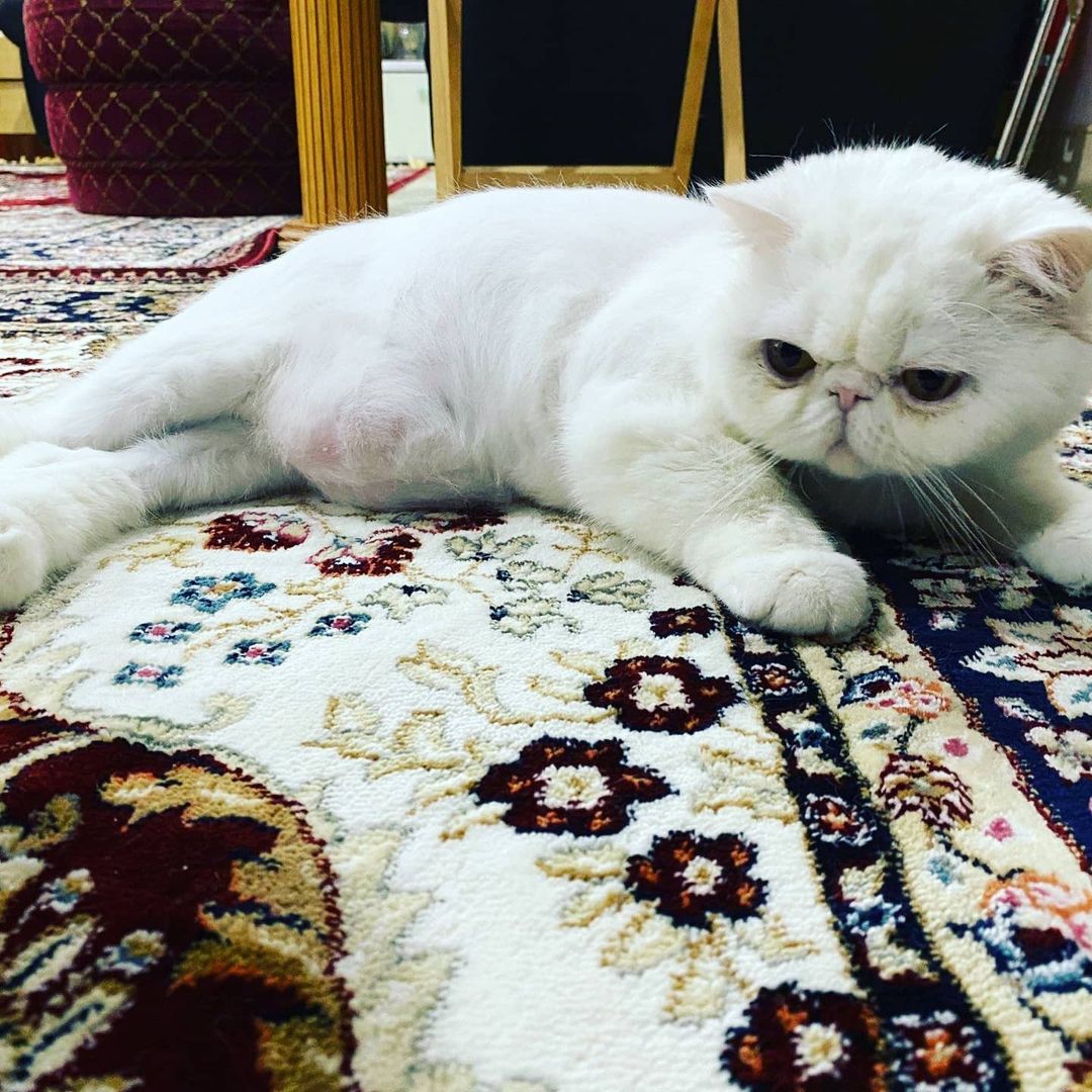 🚨🚨🚨FOSTER NEEDED🚨🚨🚨
2 Exotic Shorthair brother and sister are looking for a foster or forever family. They are very sweet and healthy 1 year old kitties. Must go together. Please fill out application or contact us directly.
https://www.animalsprotectors.org/foster-application