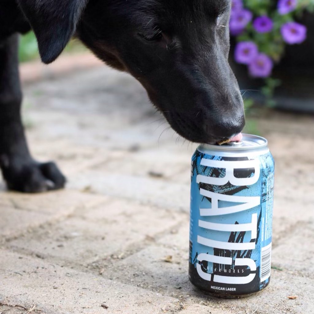 Join us for a fun adoption event, Barks and Brews, next Monday, June 28 at @ratiobeerworks in Denver! The two cuties pictured above will be there from 3-6pm, as will some of our other adoptable dogs and puppies. Adoptions can be done on site! Come out and support our pups, and a local brewery!