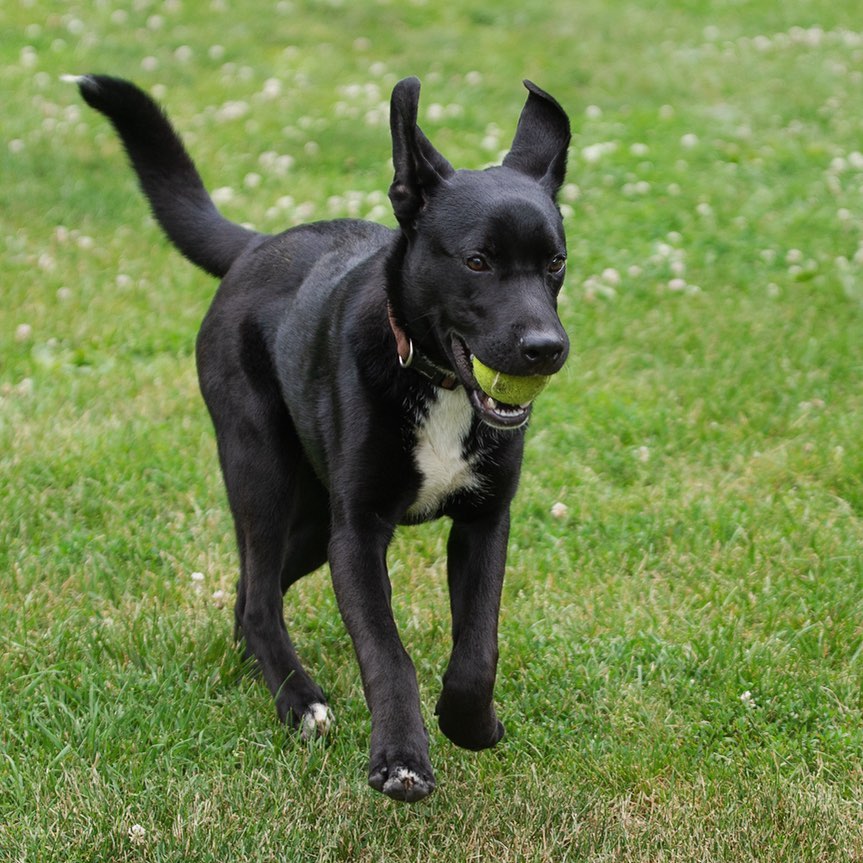 How cute is this guy!! Onyx is more than ready for a home.  <a target='_blank' href='https://www.instagram.com/explore/tags/northernchautauquacaninerescue/'>#northernchautauquacaninerescue</a> <a target='_blank' href='https://www.instagram.com/explore/tags/nccr/'>#nccr</a> <a target='_blank' href='https://www.instagram.com/explore/tags/labmix/'>#labmix</a> <a target='_blank' href='https://www.instagram.com/explore/tags/adoptdontshop/'>#adoptdontshop</a> <a target='_blank' href='https://www.instagram.com/explore/tags/adoptashelterdog/'>#adoptashelterdog</a> <a target='_blank' href='https://www.instagram.com/explore/tags/giveadogahome/'>#giveadogahome</a>