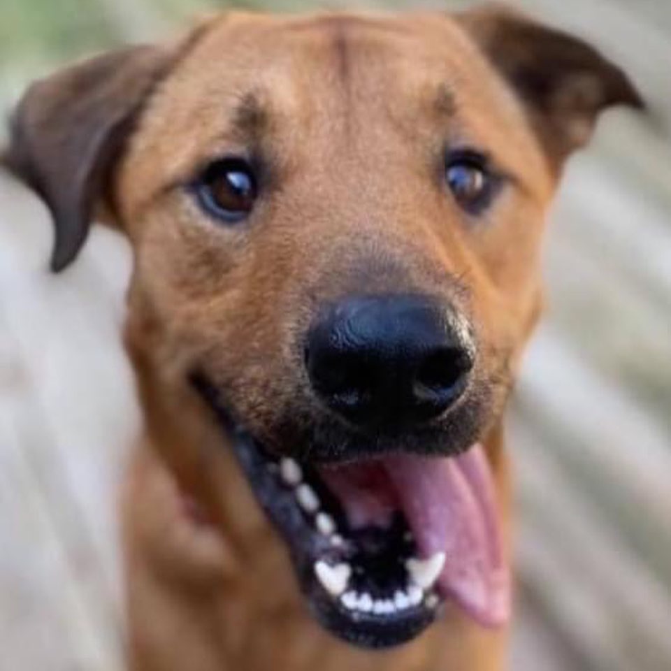 ❤️ IKE the Incredible 💙… is wondering when you’re gonna come callin’? He’ll put on his dancin’ shoes, his best blues, his Sunday best just for you! 😃 His inquisitive hound nature will keep you laughing and on your toes. You know you wanna try and keep up!! Today’s your lucky day! Click the link below and see if you’re ready to fall in love! 😉😊🥰🐾👇👇

🐕Come read all about IKE here:  https://heartsofgoldpitrescue.com/adoptable-dogs/

🦋🦋If you are interested in adopting, fill out our application by following this link:  www.heartsofgoldpitrescue.com/adoption

🐾 PayPal:  https://tinyurl.com/Help-Pits-Here

🐾Cash App: $heartsofgoldpit

🐾Venmo:  @Heartsof-Gold

📫 Mail:  Hearts of Gold Pit Rescue, P. O. Box 3728, Memphis, TN. 38173
 
🧡 Hearts of Gold Pit Rescue is a 501(c)(3) non-profit animal welfare organization & has been rescuing pit bulls since 2003, tax ID <a target='_blank' href='https://www.instagram.com/explore/tags/32/'>#32</a>-0124741.
<a target='_blank' href='https://www.instagram.com/explore/tags/tongueouttuesday/'>#tongueouttuesday</a> <a target='_blank' href='https://www.instagram.com/explore/tags/heartsofgold/'>#heartsofgold</a> <a target='_blank' href='https://www.instagram.com/explore/tags/pitbullrescue/'>#pitbullrescue</a> <a target='_blank' href='https://www.instagram.com/explore/tags/memphisrescue/'>#memphisrescue</a> <a target='_blank' href='https://www.instagram.com/explore/tags/memphispets/'>#memphispets</a> <a target='_blank' href='https://www.instagram.com/explore/tags/memphispitbullrescue/'>#memphispitbullrescue</a> <a target='_blank' href='https://www.instagram.com/explore/tags/adoptdontshop/'>#adoptdontshop</a> <a target='_blank' href='https://www.instagram.com/explore/tags/dontbullymybreed/'>#dontbullymybreed</a> <a target='_blank' href='https://www.instagram.com/explore/tags/rescuedismyfavoritebreed/'>#rescuedismyfavoritebreed</a> <a target='_blank' href='https://www.instagram.com/explore/tags/endbsl/'>#endbsl</a> <a target='_blank' href='https://www.instagram.com/explore/tags/adorabully/'>#adorabully</a>