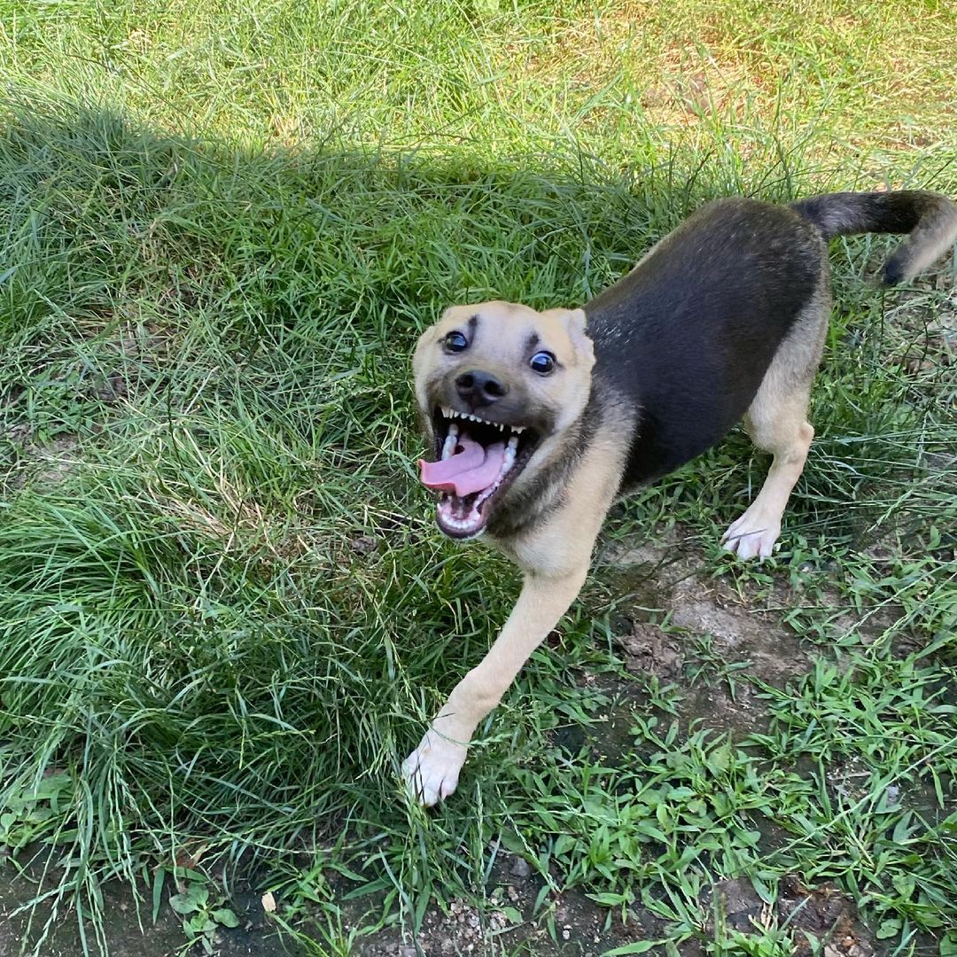 Silly, happy, and spunky little Herbie!! 
This little ball of energy loves to play, play, play. And you’re in luck, he’s still available for adoption!!