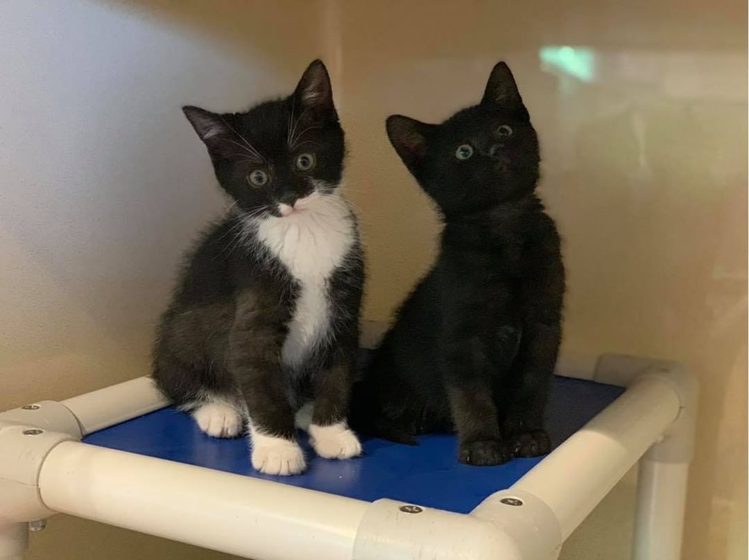 Mr. Krabs and Gary have been looking for a home for quite some time now, but no one has picked them! ☹️ Would you pick these two cuties to add to your family? They are 10-week old brothers and are available for our Foster to Adopt program! Fill out a cat adopter survey to inquire about these sweet babies!  https://www.yateshumane.org/cat-adopter-survey