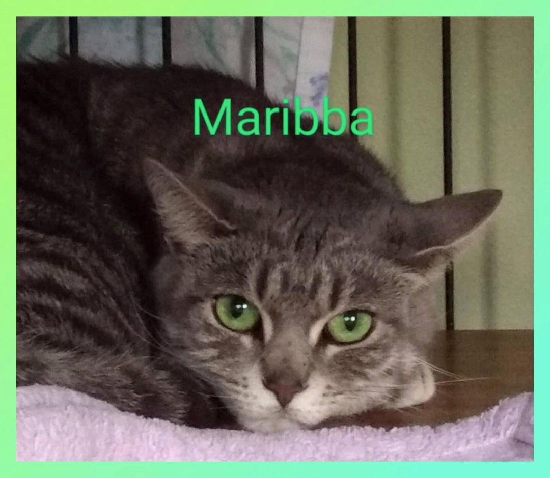 💜💚💜Cat of the Day💜💚💜
 💚💜💚MIRABBA💚💜💚
MARIBBA was found in a carrier at the front door.  There was a note saying that the family got a new puppy and she didn't like the puppy so they put her outside on the porch for a time.  At some point they dumped her at the shelter and said that because she was shy we should just euthanize her!!! MARIBBA is a beautiful girl with stunning green eyes and a sleek coat.  She is a bit shy and will need a patient guardian to take care of her.  She is nice, but can be a bit sassy.  She can be shy, but will come out of the hidey if you pet her. Loves attention, nuzzles , and gives kisses. REALLY likes her cheeks and under her chin scratched.
DOB: June 2016
<a target='_blank' href='https://www.instagram.com/explore/tags/faithful2felines/'>#faithful2felines</a>