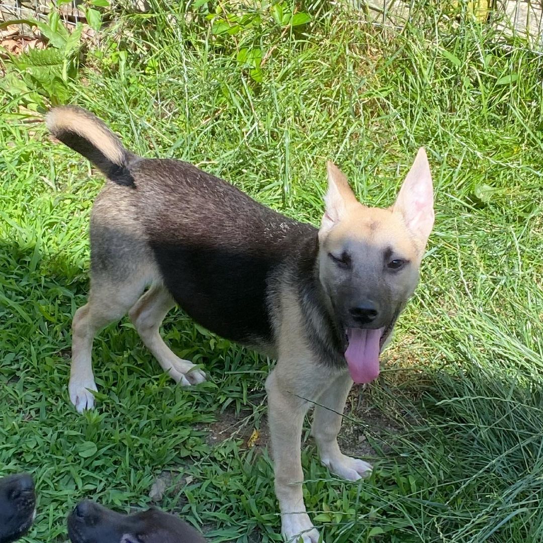 Silly, happy, and spunky little Herbie!! 
This little ball of energy loves to play, play, play. And you’re in luck, he’s still available for adoption!!