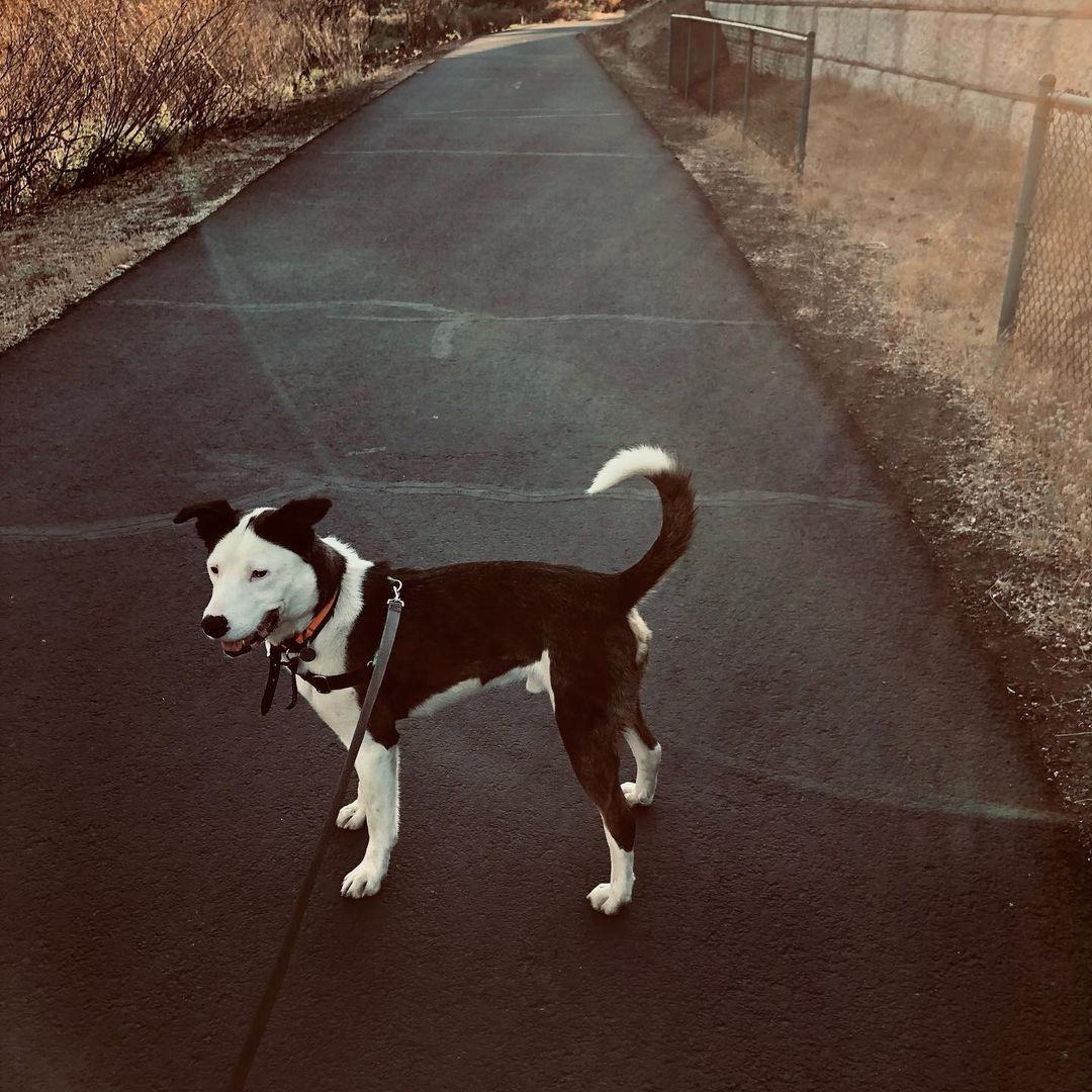 Morning river walk for this active fellow☺️ you can spot Sheldon on petfinder.com