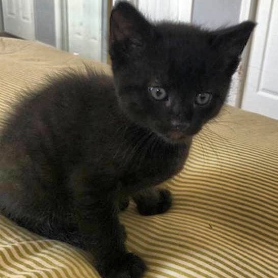 This is Salem, one of the sweetest kittens ever. He is only seven weeks old and is currently battling panleukopenia, which is a highly fatal virus in kittens which requires intensive supportive care. He is definitely a fighter and wants to get through this and is showing some small signs of improvement every day and we aren't giving up on him. He has been hospitalized the last two days and will likely need to stay at least few more. His hospital bills are adding up very fast and are already over $5k and counting and are starting to take a huge toll on our available medical fuds. If you can donate anything at all, it would go a long way for him. If you can't donate now, please send him lots of positive vibes to help him recover. 

Donations can be sent to:

Venmo @oneloveanimalrescue or paypal info@oneloveanimals.com

<a target='_blank' href='https://www.instagram.com/explore/tags/cat/'>#cat</a> <a target='_blank' href='https://www.instagram.com/explore/tags/cats/'>#cats</a> <a target='_blank' href='https://www.instagram.com/explore/tags/kitten/'>#kitten</a> <a target='_blank' href='https://www.instagram.com/explore/tags/kittenlove/'>#kittenlove</a> <a target='_blank' href='https://www.instagram.com/explore/tags/catpic/'>#catpic</a> <a target='_blank' href='https://www.instagram.com/explore/tags/catlover/'>#catlover</a> <a target='_blank' href='https://www.instagram.com/explore/tags/adorablecats/'>#adorablecats</a> <a target='_blank' href='https://www.instagram.com/explore/tags/catlife/'>#catlife</a> <a target='_blank' href='https://www.instagram.com/explore/tags/catlove/'>#catlove</a> <a target='_blank' href='https://www.instagram.com/explore/tags/catsofinstagram/'>#catsofinstagram</a> <a target='_blank' href='https://www.instagram.com/explore/tags/catsrule/'>#catsrule</a> <a target='_blank' href='https://www.instagram.com/explore/tags/catstagram/'>#catstagram</a> <a target='_blank' href='https://www.instagram.com/explore/tags/lazycat/'>#lazycat</a> <a target='_blank' href='https://www.instagram.com/explore/tags/lazykitten/'>#lazykitten</a> <a target='_blank' href='https://www.instagram.com/explore/tags/cuddlebuddies/'>#cuddlebuddies</a> <a target='_blank' href='https://www.instagram.com/explore/tags/catattitude/'>#catattitude</a> <a target='_blank' href='https://www.instagram.com/explore/tags/cutecat/'>#cutecat</a> <a target='_blank' href='https://www.instagram.com/explore/tags/cutekitten/'>#cutekitten</a> <a target='_blank' href='https://www.instagram.com/explore/tags/rescuecat/'>#rescuecat</a> <a target='_blank' href='https://www.instagram.com/explore/tags/adorablekittens/'>#adorablekittens</a> <a target='_blank' href='https://www.instagram.com/explore/tags/adorablecats/'>#adorablecats</a> <a target='_blank' href='https://www.instagram.com/explore/tags/cats_of_instagram/'>#cats_of_instagram</a> <a target='_blank' href='https://www.instagram.com/explore/tags/cats_of_world/'>#cats_of_world</a>  <a target='_blank' href='https://www.instagram.com/explore/tags/animals/'>#animals</a> <a target='_blank' href='https://www.instagram.com/explore/tags/animallove/'>#animallove</a> <a target='_blank' href='https://www.instagram.com/explore/tags/animallovers/'>#animallovers</a> <a target='_blank' href='https://www.instagram.com/explore/tags/pets/'>#pets</a> <a target='_blank' href='https://www.instagram.com/explore/tags/pet/'>#pet</a> <a target='_blank' href='https://www.instagram.com/explore/tags/saveallanimals/'>#saveallanimals</a> <a target='_blank' href='https://www.instagram.com/explore/tags/loveallanimals/'>#loveallanimals</a> <a target='_blank' href='https://www.instagram.com/explore/tags/protectallanimals/'>#protectallanimals</a>