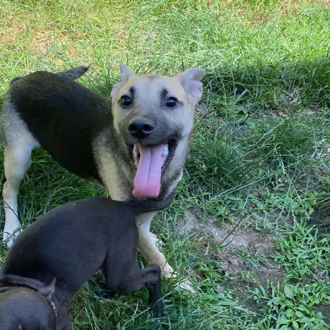 Silly, happy, and spunky little Herbie!! 
This little ball of energy loves to play, play, play. And you’re in luck, he’s still available for adoption!!