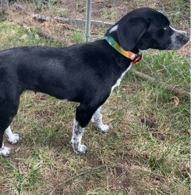 Meet Maybell! She is looking for a foster or adopter! Maybell is an approximately 2 year old female border collie mix. Not much is know about her since she came as a stray. She seems to be good with children though. For more info check out her website: https://www.mwbcr.org/all_dogs/maybell/