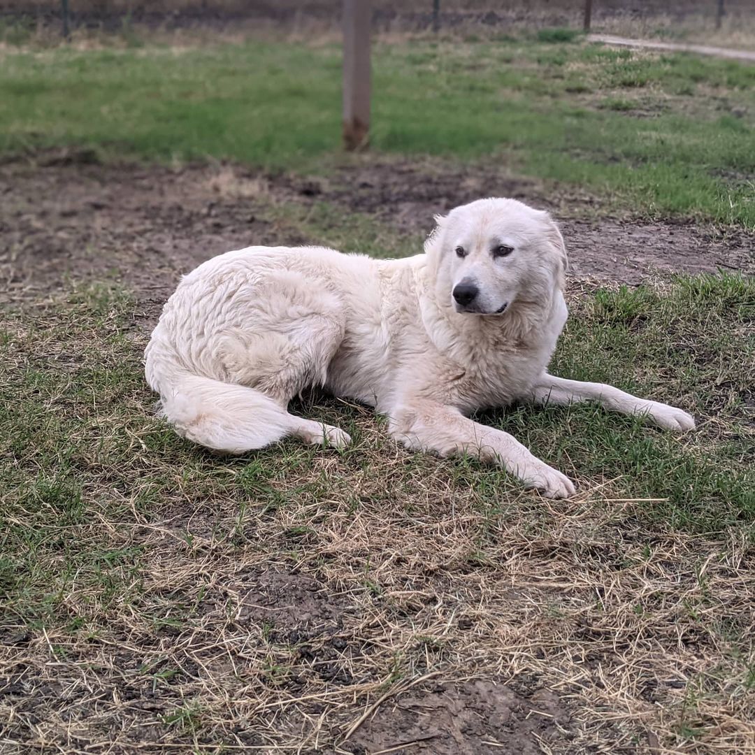 Ollie, a TGPR foster, here at CAR.