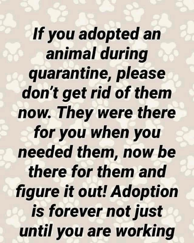 Seriously, ask any of your local rescues or shelters right now on how many 