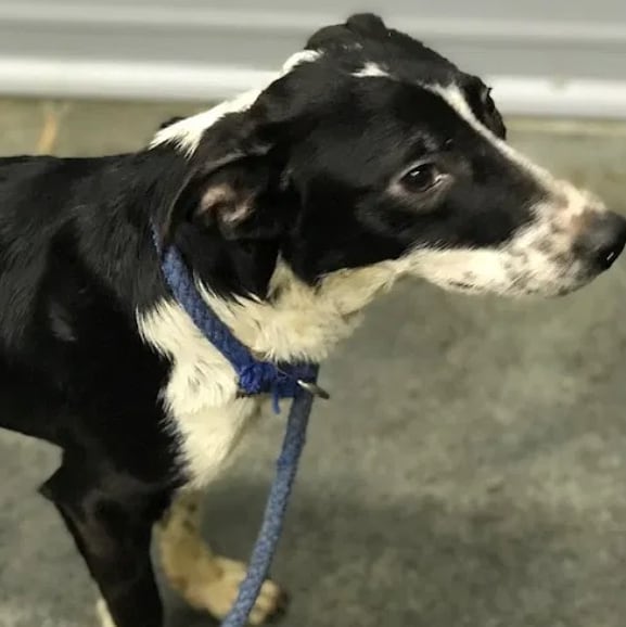 UPDATE: maggiw has been adopted! Thanks for  sharing , everyone!Maggie says, hi!  She is looking for a home or a foster home! Maggie is a 4.5 month old female border collie mix. She is current on her distemper. She wants to play with the dogs that she meets as well as her litter mate Millie. She is has been good with her bath and nail trims. She is happy and affectionate. Since she is a puppy, she will need someone who is willing to put in time for her training to get her off to the right start in life.  For more info check out her webpage: https://www.mwbcr.org/all_dogs/maggie/ 
And please share!