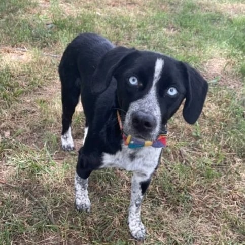 Meet Maybell! She is looking for a foster or adopter! Maybell is an approximately 2 year old female border collie mix. Not much is know about her since she came as a stray. She seems to be good with children though. For more info check out her website: https://www.mwbcr.org/all_dogs/maybell/