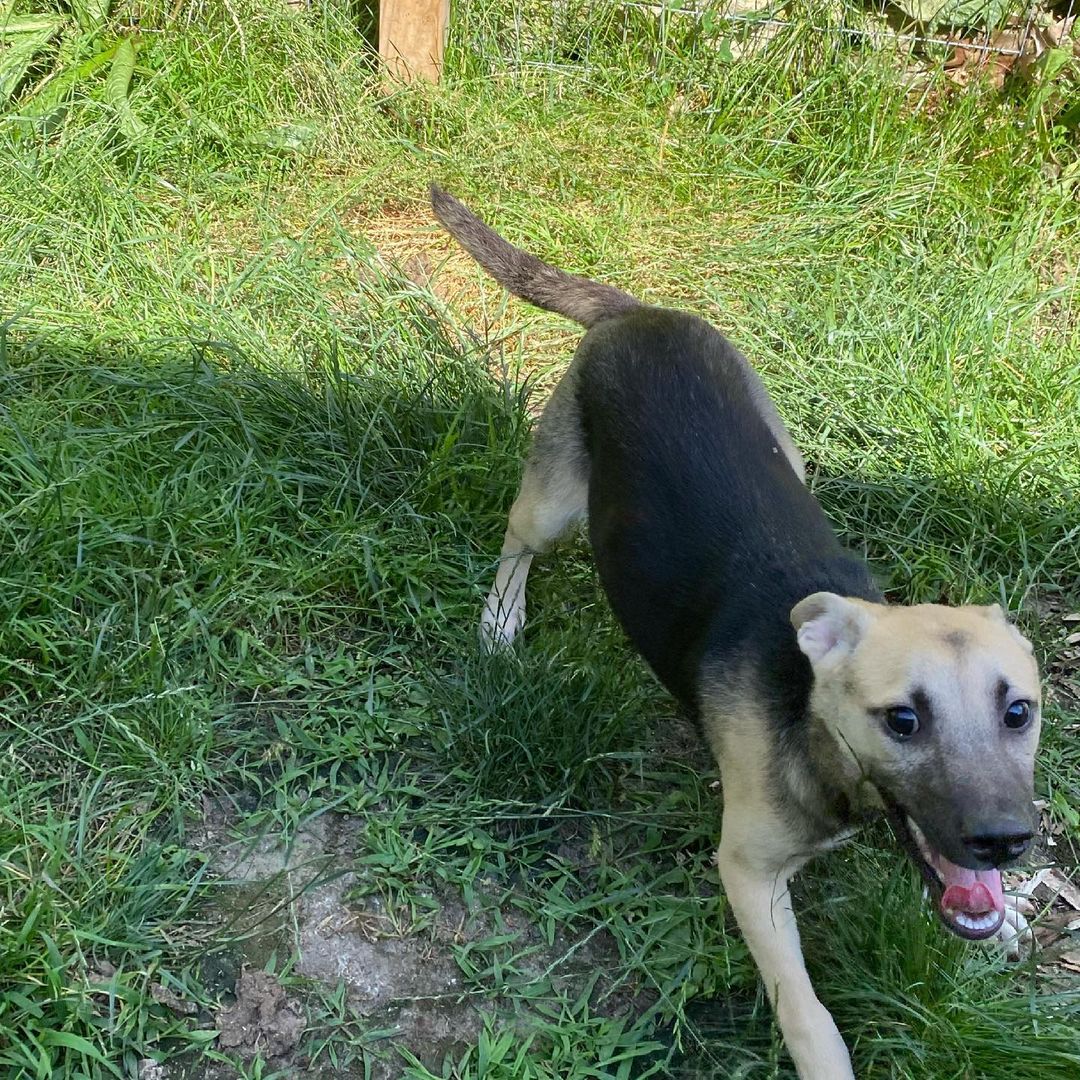 Silly, happy, and spunky little Herbie!! 
This little ball of energy loves to play, play, play. And you’re in luck, he’s still available for adoption!!