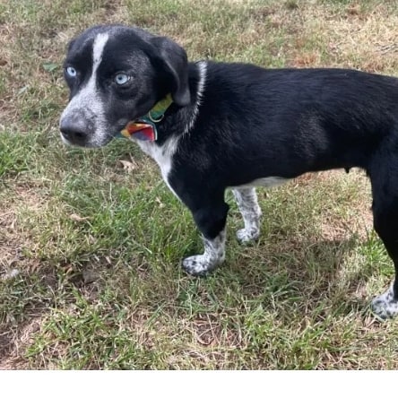 Meet Maybell! She is looking for a foster or adopter! Maybell is an approximately 2 year old female border collie mix. Not much is know about her since she came as a stray. She seems to be good with children though. For more info check out her website: https://www.mwbcr.org/all_dogs/maybell/