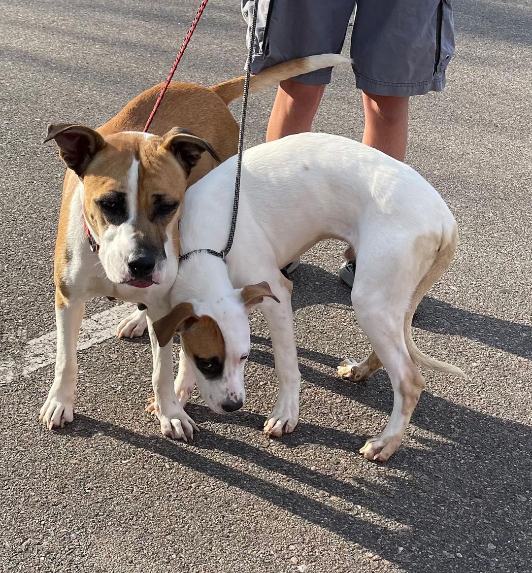 Update: Foster found! 
PLEASE SHARE!
FOSTER URGENTLY NEEDED FOR SUMMER AND HER 10 BABIES!!!
Summer came to Denver from Texas a week ago with her son, Blake, who is about 5 months old. They were brought in as strays after living in an abandoned apartment complex. Summer was checked out by the vet in San Antonio who had no idea she was pregnant. If we had known, we would not have had her make the trip. She did not appear to be pregnant upon arrival or during the past week while she has been in boarding, awaiting a foster and to be spayed. But to our surprise, yesterday evening Summer went into labor and gave birth to 10 puppies! She is a SUPER sweet and easy-going dog. We need to get them out of boarding ASAP and into a foster home in the Denver metro area! All supplies are provided! Please PM us if you can help, even just temporarily until we can find a long term foster!