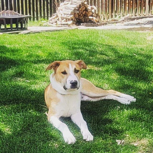 All of these precious babies are READY for adoption! If you are looking to add a sweet pupper to your family, look no further!

If you are ready to move forward, submit an application on our website here:  www.elpasocountycanine.org/adopt