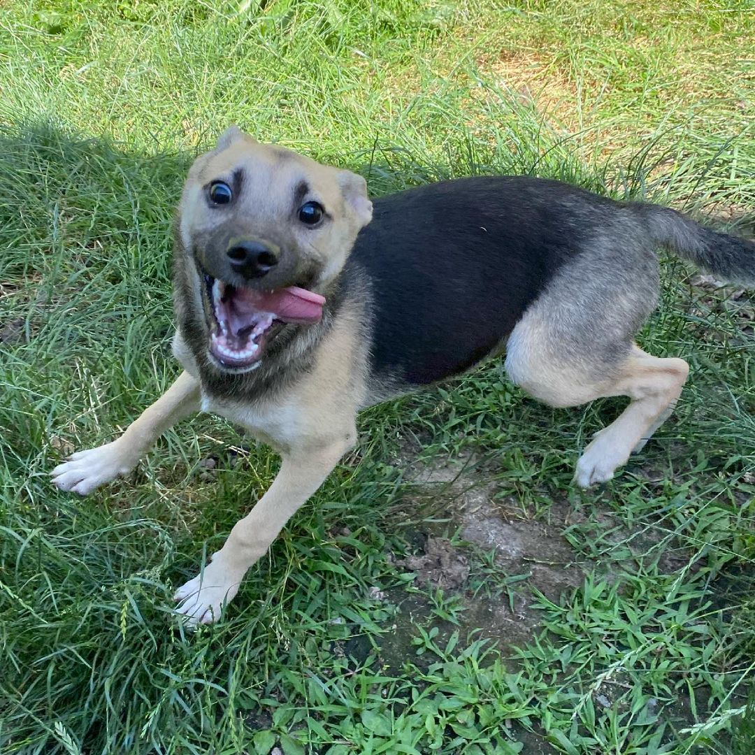 Silly, happy, and spunky little Herbie!! 
This little ball of energy loves to play, play, play. And you’re in luck, he’s still available for adoption!!