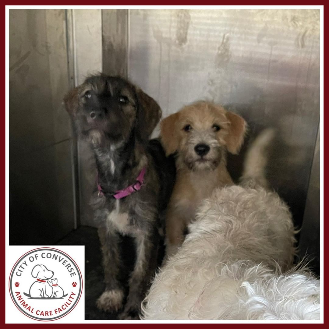 Brought to shelter 7/1/2021:

These dogs were found by citizens last night and brought to the shelter today. The small three were found in the North Hampton subdivision and the tan and white dog was found near Comanche Pass. If you recognize any of these dogs please call the Converse Animal Care Facility at 210-658-5369.