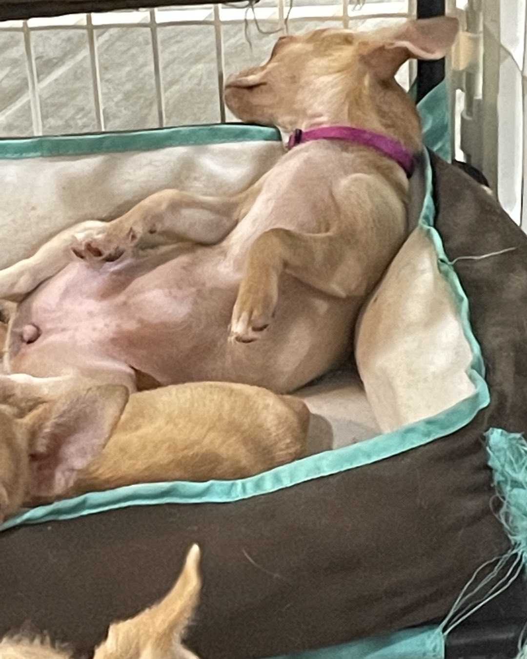 Little Honey shows the true art of relaxation. When awake, she’s a bundle of energy. <a target='_blank' href='https://www.instagram.com/explore/tags/partners/'>#partners</a>-4-paws <a target='_blank' href='https://www.instagram.com/explore/tags/adoptablepets/'>#adoptablepets</a> <a target='_blank' href='https://www.instagram.com/explore/tags/cutedogs/'>#cutedogs</a> <a target='_blank' href='https://www.instagram.com/explore/tags/theartofrelaxation/'>#theartofrelaxation</a>