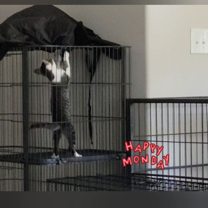 Apollonia practicing her ninja skills and wishing everyone a happy Monday! <a target='_blank' href='https://www.instagram.com/explore/tags/happymonday/'>#happymonday</a> <a target='_blank' href='https://www.instagram.com/explore/tags/catninja/'>#catninja</a> <a target='_blank' href='https://www.instagram.com/explore/tags/adoptdontshop/'>#adoptdontshop</a> <a target='_blank' href='https://www.instagram.com/explore/tags/tabbycat/'>#tabbycat</a> <a target='_blank' href='https://www.instagram.com/explore/tags/tabbykitten/'>#tabbykitten</a>