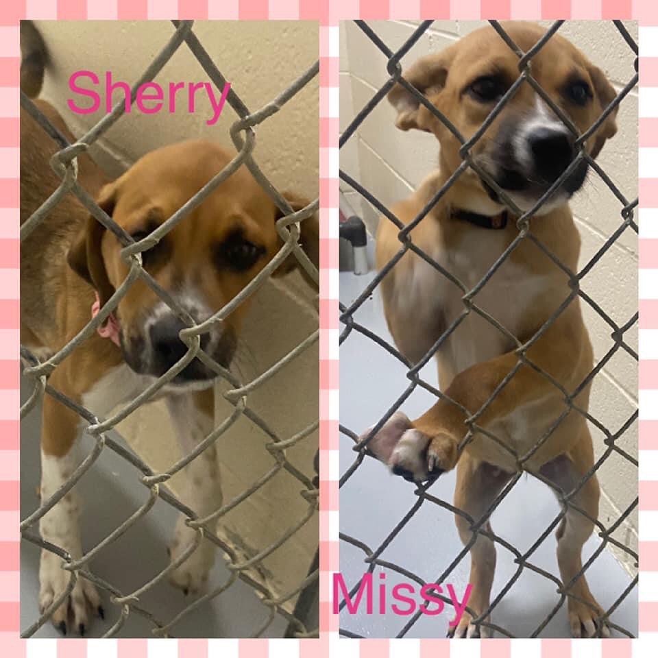 WE ARE IN DESPERATE NEED OF FOSTERS!

Arriving Tuesday to the Many Paws Family meet Missy, Sherry, Aiden, Aaron, April and Amelia. 

Missy and Sherry are coming from a rural shelter in Missouri. Our ‘A’ Team was found on the side of a road in a ditch. 

Fostering costs nothing to you and it helps save lives! (And puppies go quickly!) So please consider fostering and please share!!! Please like and share our page. Link in bio for foster or adoption information. <a target='_blank' href='https://www.instagram.com/explore/tags/dogsofinstagram/'>#dogsofinstagram</a> <a target='_blank' href='https://www.instagram.com/explore/tags/adoptdontshop/'>#adoptdontshop</a> <a target='_blank' href='https://www.instagram.com/explore/tags/adoptme/'>#adoptme</a> <a target='_blank' href='https://www.instagram.com/explore/tags/adoptadog/'>#adoptadog</a> <a target='_blank' href='https://www.instagram.com/explore/tags/lookingforahome/'>#lookingforahome</a> <a target='_blank' href='https://www.instagram.com/explore/tags/foreverhome/'>#foreverhome</a> <a target='_blank' href='https://www.instagram.com/explore/tags/rescuedog/'>#rescuedog</a> <a target='_blank' href='https://www.instagram.com/explore/tags/fosterdog/'>#fosterdog</a> <a target='_blank' href='https://www.instagram.com/explore/tags/manypawsglobalrescue/'>#manypawsglobalrescue</a>