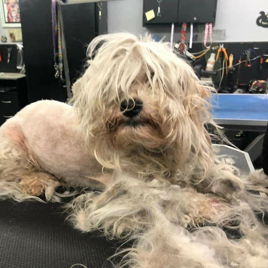 Please welcome Milton to rescue. He was a mess but he is on his way to a whole new life. Please follow us to see Milton's progress. 
Milton was matted, had foxtails, those round prickly balls, flea, sores, gunk in his ears.  He's been to the groomer, thank you Heather.  Thank you, Debi Stark Vinson for making sure he got to safety.
Milton will be going to the vet for a thorough checkup. 
We could sure use donations, we are running low on funds. Even $5 is a big help, but any amount we are grateful to you. 
PayPal info@gunterslegacy.org
Venmo @gunterslegacy

<a target='_blank' href='https://www.instagram.com/explore/tags/adoptdontshop/'>#adoptdontshop</a> <a target='_blank' href='https://www.instagram.com/explore/tags/rescuedogs/'>#rescuedogs</a> <a target='_blank' href='https://www.instagram.com/explore/tags/rescuedogsofig/'>#rescuedogsofig</a> <a target='_blank' href='https://www.instagram.com/explore/tags/rescuedogsoftiktok/'>#rescuedogsoftiktok</a> <a target='_blank' href='https://www.instagram.com/explore/tags/chihuahuasofig/'>#chihuahuasofig</a> 
<a target='_blank' href='https://www.instagram.com/explore/tags/shihtzupuppy/'>#shihtzupuppy</a>