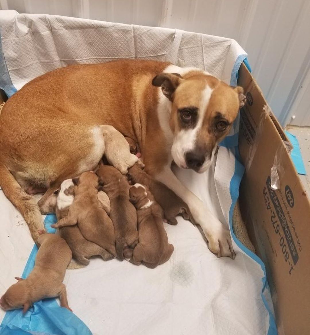 Update: Foster found! 
PLEASE SHARE!
FOSTER URGENTLY NEEDED FOR SUMMER AND HER 10 BABIES!!!
Summer came to Denver from Texas a week ago with her son, Blake, who is about 5 months old. They were brought in as strays after living in an abandoned apartment complex. Summer was checked out by the vet in San Antonio who had no idea she was pregnant. If we had known, we would not have had her make the trip. She did not appear to be pregnant upon arrival or during the past week while she has been in boarding, awaiting a foster and to be spayed. But to our surprise, yesterday evening Summer went into labor and gave birth to 10 puppies! She is a SUPER sweet and easy-going dog. We need to get them out of boarding ASAP and into a foster home in the Denver metro area! All supplies are provided! Please PM us if you can help, even just temporarily until we can find a long term foster!