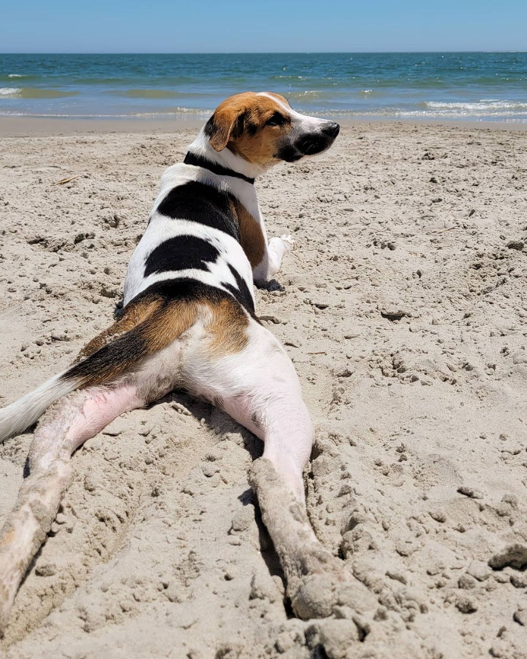 sun's out 🌞 buns out 🍑

Thirst trap at its finest 👌 and Nelson is always thirsty 😆

It's hot out!  Make sure your dog is staying hydrated and has access to water. Keep walks short and off-pavement (that sh*t gets hot!). 

While you're here: reminder to support your local animal shelters. Open admission shelters can be no kill with enough support from the local community to be able to save every life. 🐶 You can make a difference!  Take action! 🙌