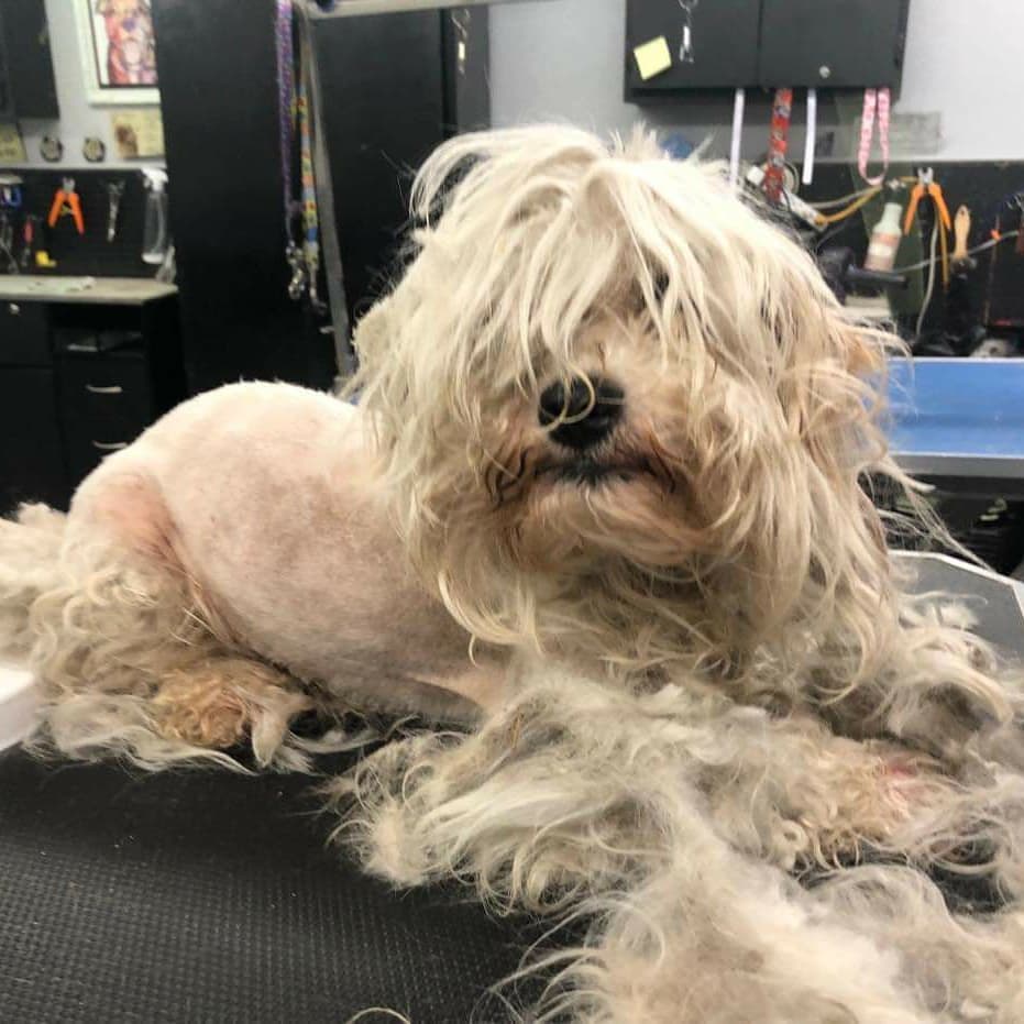 Please welcome Milton to rescue. He was a mess but he is on his way to a whole new life. Please follow us to see Milton's progress. 
Milton was matted, had foxtails, those round prickly balls, flea, sores, gunk in his ears.  He's been to the groomer, thank you Heather.  Thank you, Debi Stark Vinson for making sure he got to safety.
Milton will be going to the vet for a thorough checkup. 
We could sure use donations, we are running low on funds. Even $5 is a big help, but any amount we are grateful to you. 
PayPal info@gunterslegacy.org
Venmo @gunterslegacy

<a target='_blank' href='https://www.instagram.com/explore/tags/adoptdontshop/'>#adoptdontshop</a> <a target='_blank' href='https://www.instagram.com/explore/tags/rescuedogs/'>#rescuedogs</a> <a target='_blank' href='https://www.instagram.com/explore/tags/rescuedogsofig/'>#rescuedogsofig</a> <a target='_blank' href='https://www.instagram.com/explore/tags/rescuedogsoftiktok/'>#rescuedogsoftiktok</a> <a target='_blank' href='https://www.instagram.com/explore/tags/chihuahuasofig/'>#chihuahuasofig</a> 
<a target='_blank' href='https://www.instagram.com/explore/tags/shihtzupuppy/'>#shihtzupuppy</a>