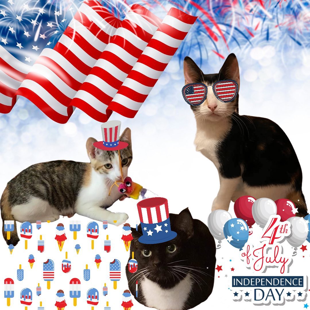 Happy 4th from Peach, Apple and Olivia. All looking for their Furever Homes. Visit our FB page for info on each of them and others. 
Don’t forget to keep your pets inside and safe this 4th. Many are frightened by fireworks. Don’t forget to <a target='_blank' href='https://www.instagram.com/explore/tags/spayandneuter/'>#spayandneuter</a> ❤️💙🤍
-
-
-
<a target='_blank' href='https://www.instagram.com/explore/tags/happy4thofjuly/'>#happy4thofjuly</a> <a target='_blank' href='https://www.instagram.com/explore/tags/4thofjuly/'>#4thofjuly</a> <a target='_blank' href='https://www.instagram.com/explore/tags/independenceday/'>#independenceday</a> <a target='_blank' href='https://www.instagram.com/explore/tags/americanflag/'>#americanflag</a> <a target='_blank' href='https://www.instagram.com/explore/tags/helpingothers/'>#helpingothers</a> <a target='_blank' href='https://www.instagram.com/explore/tags/adoptdontshop/'>#adoptdontshop</a> <a target='_blank' href='https://www.instagram.com/explore/tags/dontshopadopt/'>#dontshopadopt</a> <a target='_blank' href='https://www.instagram.com/explore/tags/fixyourpets/'>#fixyourpets</a> <a target='_blank' href='https://www.instagram.com/explore/tags/spayandneuteryourpets/'>#spayandneuteryourpets</a> <a target='_blank' href='https://www.instagram.com/explore/tags/lovecats/'>#lovecats</a> <a target='_blank' href='https://www.instagram.com/explore/tags/ittakesavillage/'>#ittakesavillage</a> <a target='_blank' href='https://www.instagram.com/explore/tags/helpinganimals/'>#helpinganimals</a> <a target='_blank' href='https://www.instagram.com/explore/tags/adoptme/'>#adoptme</a> <a target='_blank' href='https://www.instagram.com/explore/tags/adoptus/'>#adoptus</a> <a target='_blank' href='https://www.instagram.com/explore/tags/adoptacat/'>#adoptacat</a>