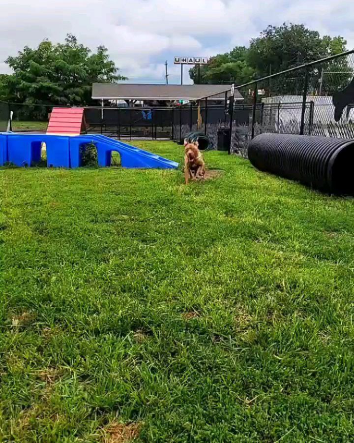 *Adopted 🥳* Champion was recently promoted to Chief Happiness Officer at ACCT.  He moved up the ranks quickly because it was obvious he was the best fit for the very important role of bringing happiness to everyone at ACCT.  He is a distinguished gentleman of 13years and full of wisdom.  But don't let his age fool you.  Champion is ready for fun this summer!  He doesn't take life too seriously, as you can see, he shows up on the job in his best summer attire -- half exposed in short shorts and a tank top.  Its hot outside!  Champion promises to grow back his clothes once he's in a cozy home, though.  

Champion truly lives up to his name.  Its obvious to anyone that meets him he has had quite the journey.  He lived with his fur-brother and owner for 12 years before joining the ACCT Team.  His owner surrendered him when they experienced homelessness, and wanted Champion to have the opportunity to have a home of his very own, with as much love and happiness as he gives to everyone else.  Champion deserves to live out his best golden years!  If you provide him a home of his very own and alot of love, he promises to make you happy everyday.  Every day is sunny with this guy around.

Champion loves to be outside and explore.  He gets so excited it almost looks like he's hopping like a bunny.  He knows sit, and will respond to your voice to walk beside you.  Its also no surprise that this pup is already making new dog friends at ACCT.

Want to meet Champion and fill your every day with absolute joy?  Email adopt@acctphilly.org or visit any day of the week 10am-6pm.

@acctphilly @philadoptables @phillyurgents