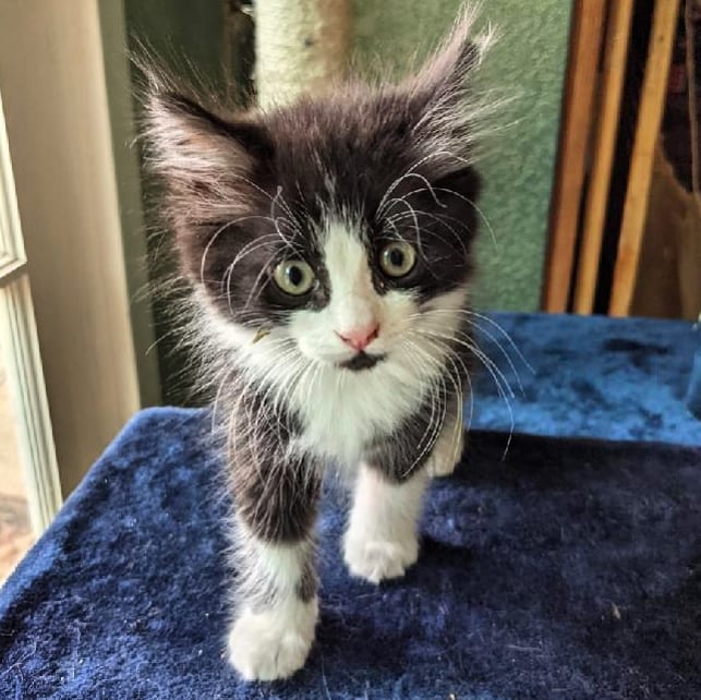 Can someone please explain to us why this adorable, fluffy little ball of love and energy hasn't been adopted yet?? Poe is ready to find his furrrever home! <a target='_blank' href='https://www.instagram.com/explore/tags/cat/'>#cat</a> <a target='_blank' href='https://www.instagram.com/explore/tags/cats/'>#cats</a> <a target='_blank' href='https://www.instagram.com/explore/tags/kitten/'>#kitten</a> <a target='_blank' href='https://www.instagram.com/explore/tags/kittenlove/'>#kittenlove</a> <a target='_blank' href='https://www.instagram.com/explore/tags/catpic/'>#catpic</a> <a target='_blank' href='https://www.instagram.com/explore/tags/catlover/'>#catlover</a> <a target='_blank' href='https://www.instagram.com/explore/tags/adorablecats/'>#adorablecats</a> <a target='_blank' href='https://www.instagram.com/explore/tags/catlife/'>#catlife</a> <a target='_blank' href='https://www.instagram.com/explore/tags/catlove/'>#catlove</a> <a target='_blank' href='https://www.instagram.com/explore/tags/catsofinstagram/'>#catsofinstagram</a> <a target='_blank' href='https://www.instagram.com/explore/tags/catsrule/'>#catsrule</a> <a target='_blank' href='https://www.instagram.com/explore/tags/catstagram/'>#catstagram</a> <a target='_blank' href='https://www.instagram.com/explore/tags/lazycat/'>#lazycat</a> <a target='_blank' href='https://www.instagram.com/explore/tags/lazykitten/'>#lazykitten</a> <a target='_blank' href='https://www.instagram.com/explore/tags/cuddlebuddies/'>#cuddlebuddies</a> <a target='_blank' href='https://www.instagram.com/explore/tags/catattitude/'>#catattitude</a> <a target='_blank' href='https://www.instagram.com/explore/tags/cutecat/'>#cutecat</a> <a target='_blank' href='https://www.instagram.com/explore/tags/cutekitten/'>#cutekitten</a> <a target='_blank' href='https://www.instagram.com/explore/tags/rescuecat/'>#rescuecat</a> <a target='_blank' href='https://www.instagram.com/explore/tags/adorablekittens/'>#adorablekittens</a> <a target='_blank' href='https://www.instagram.com/explore/tags/adorablecats/'>#adorablecats</a> <a target='_blank' href='https://www.instagram.com/explore/tags/cats_of_instagram/'>#cats_of_instagram</a> <a target='_blank' href='https://www.instagram.com/explore/tags/cats_of_world/'>#cats_of_world</a>  <a target='_blank' href='https://www.instagram.com/explore/tags/animals/'>#animals</a> <a target='_blank' href='https://www.instagram.com/explore/tags/animallove/'>#animallove</a> <a target='_blank' href='https://www.instagram.com/explore/tags/animallovers/'>#animallovers</a> <a target='_blank' href='https://www.instagram.com/explore/tags/pets/'>#pets</a> <a target='_blank' href='https://www.instagram.com/explore/tags/pet/'>#pet</a> <a target='_blank' href='https://www.instagram.com/explore/tags/saveallanimals/'>#saveallanimals</a> <a target='_blank' href='https://www.instagram.com/explore/tags/loveallanimals/'>#loveallanimals</a> <a target='_blank' href='https://www.instagram.com/explore/tags/protectallanimals/'>#protectallanimals</a>