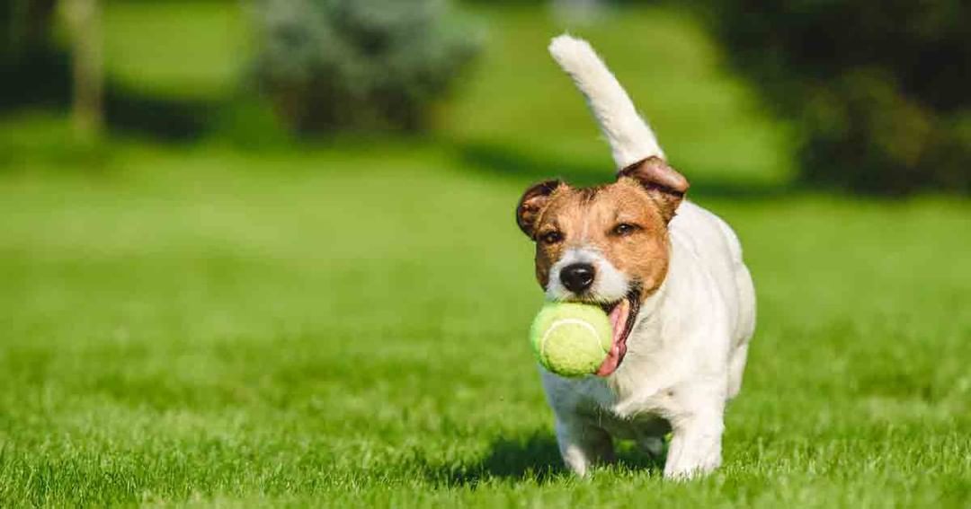 Time for the Tennis Ball Run! 🐕

During the month of July we are hosting a tennis ball run, you can virtually buy a tennis ball for $5 or buy 4 balls for $15. After purchasing your ball, we will label a ball or balls with your number (number determined after sales are closed) and collect tennis balls all throughout the month. On Monday, August 2nd we will dump EVERY ball (at random) that was bought out into our play yard, where one of our very own shelter dogs will be let go and sent to pick out the winning balls. There will be three winners! *Contest will be live streamed* 

WINNERS BASKETS
Each winning basket contains: A dog DNA test, a dog leash, treats, grooming brushes and a squeaky toy (all three baskets are slightly different, first come first serve)

Each basket has a minimum value of $150, and you could have it for as little as $5! 

Follow the link below to purchase your chance.