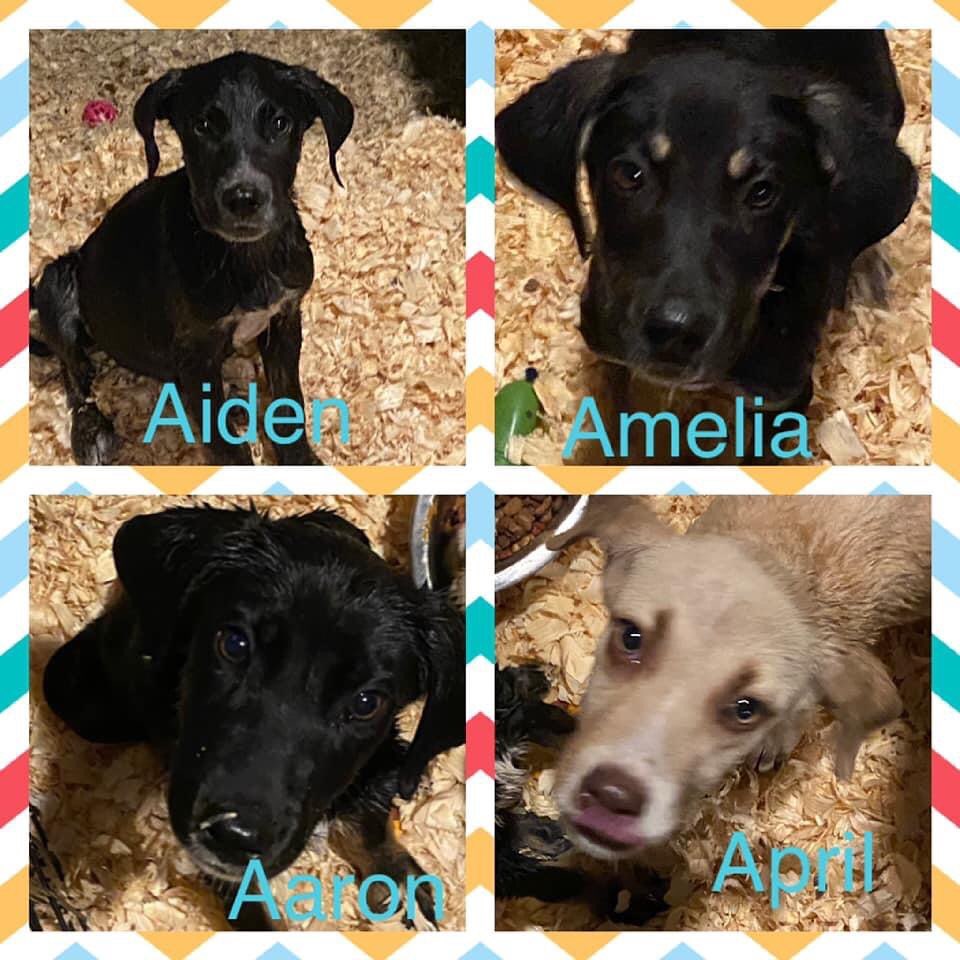 WE ARE IN DESPERATE NEED OF FOSTERS!

Arriving Tuesday to the Many Paws Family meet Missy, Sherry, Aiden, Aaron, April and Amelia. 

Missy and Sherry are coming from a rural shelter in Missouri. Our ‘A’ Team was found on the side of a road in a ditch. 

Fostering costs nothing to you and it helps save lives! (And puppies go quickly!) So please consider fostering and please share!!! Please like and share our page. Link in bio for foster or adoption information. <a target='_blank' href='https://www.instagram.com/explore/tags/dogsofinstagram/'>#dogsofinstagram</a> <a target='_blank' href='https://www.instagram.com/explore/tags/adoptdontshop/'>#adoptdontshop</a> <a target='_blank' href='https://www.instagram.com/explore/tags/adoptme/'>#adoptme</a> <a target='_blank' href='https://www.instagram.com/explore/tags/adoptadog/'>#adoptadog</a> <a target='_blank' href='https://www.instagram.com/explore/tags/lookingforahome/'>#lookingforahome</a> <a target='_blank' href='https://www.instagram.com/explore/tags/foreverhome/'>#foreverhome</a> <a target='_blank' href='https://www.instagram.com/explore/tags/rescuedog/'>#rescuedog</a> <a target='_blank' href='https://www.instagram.com/explore/tags/fosterdog/'>#fosterdog</a> <a target='_blank' href='https://www.instagram.com/explore/tags/manypawsglobalrescue/'>#manypawsglobalrescue</a>